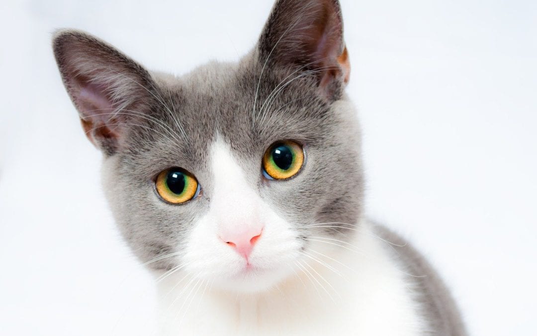 FAQs About Hairballs